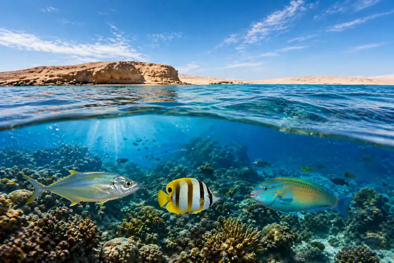 حين تزحف الأسماك الاستوائية شمالاً… خليج الداخلة يكشف وجهاً جديداً لتغير المناخ