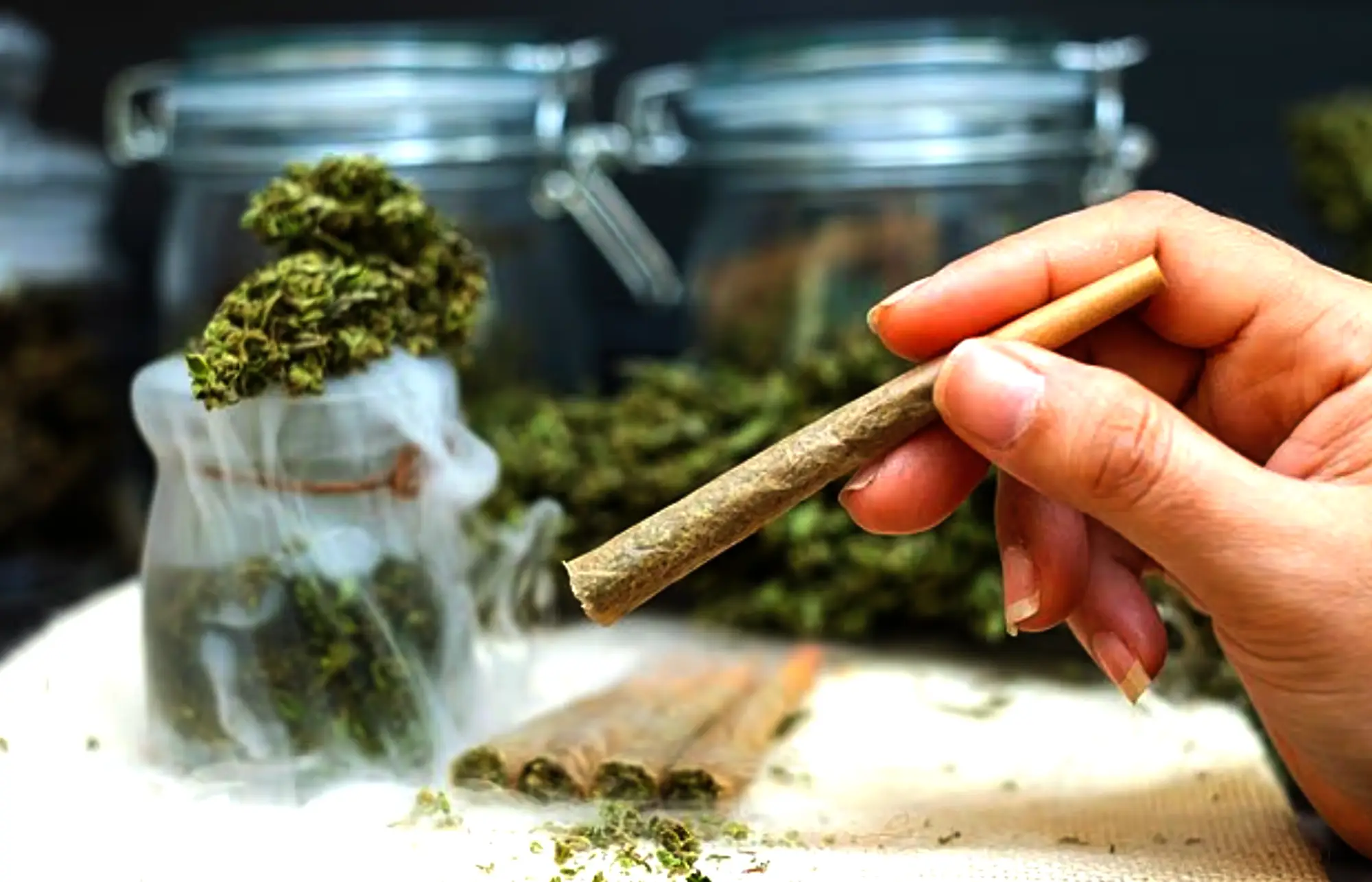 دراسة حديثة: الاستخدام الطويل المدى للقنب قد يسبب ترققًا في القشرة الجبهية للدماغ