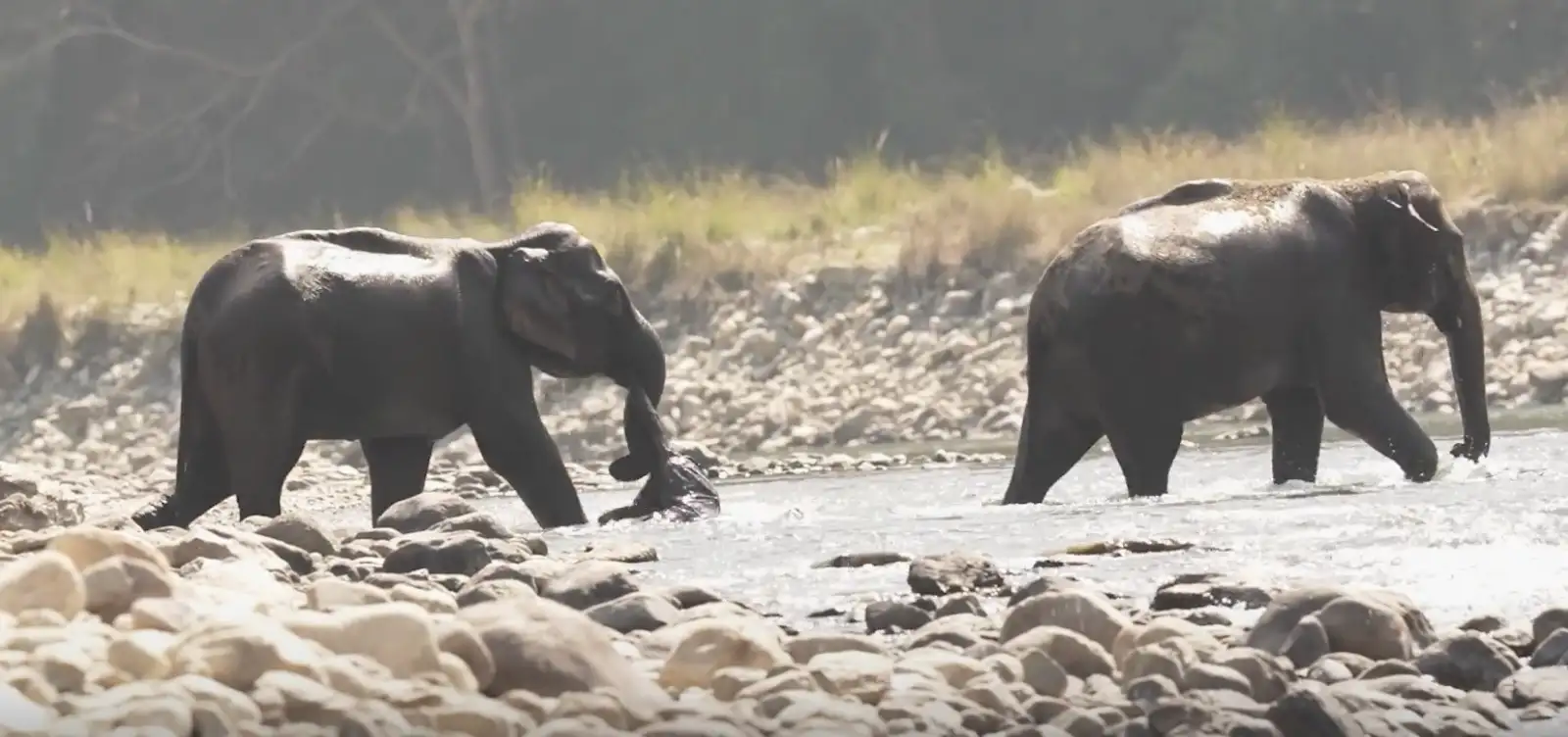 60 يومًا من الحداد… فيلة تحمل صغيرها الميت أينما حَلَّت  